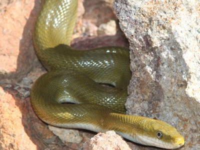 Green Ratsnake