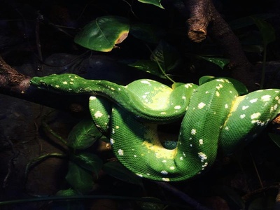 Green Tree Python