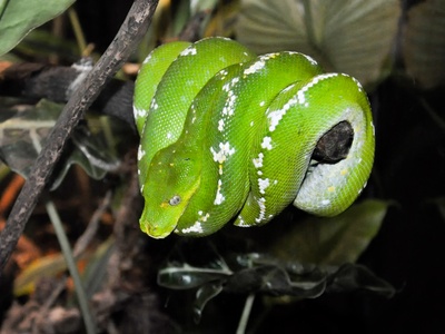 Green Tree Python