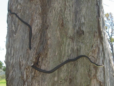Green Tree Snake