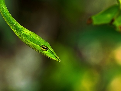 Green Vine Snake