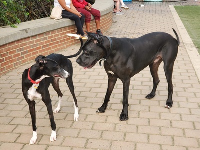 Greyhound