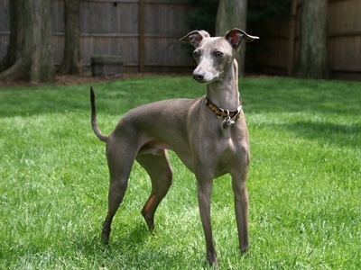 Greyhound