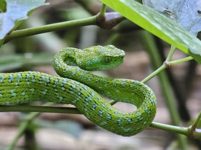 Guatemalan Palm Pit Viper