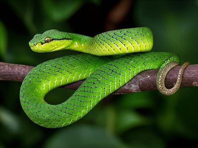 Guifarro's Palm Pit Viper