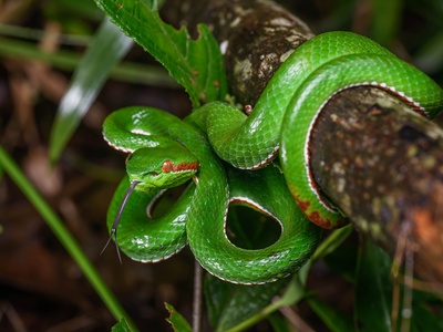 Gumprecht's Pit Viper