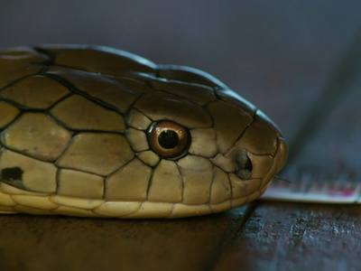 Hainan Pit Viper