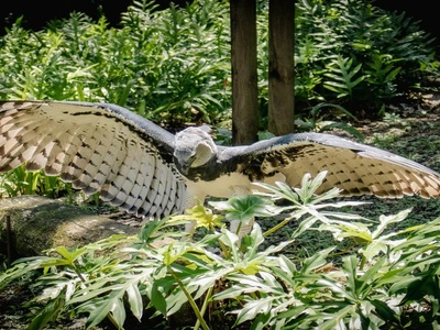 Harpy Eagle