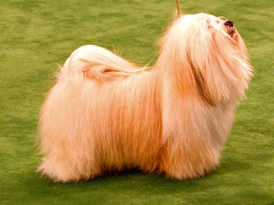 Havanese