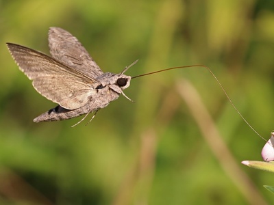 Hawk Moth
