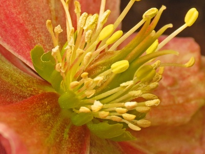 Hellebore