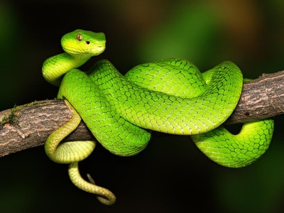 Honduran Palm Pit Viper
