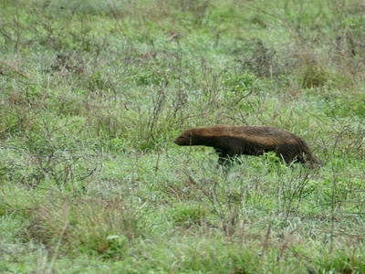 Honey Badger