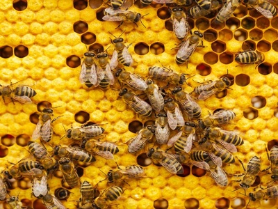 Honey Bee