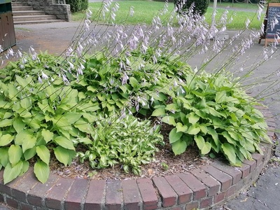 Hosta