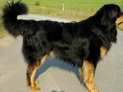 Hovawart