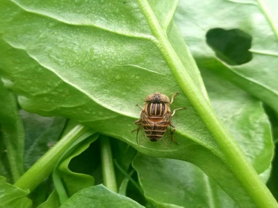 Hoverfly