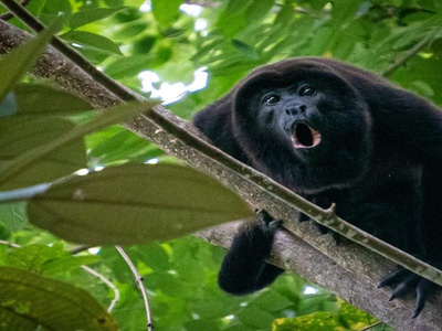 Howler Monkey