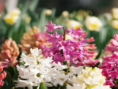 Hyacinth