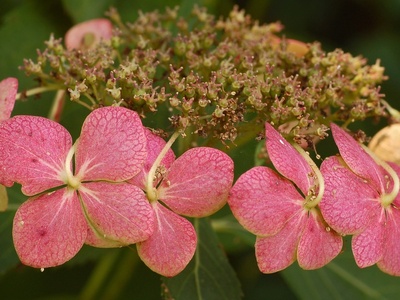 Hydrangea