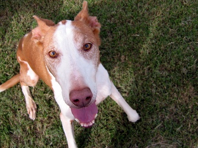 Ibizan Hound