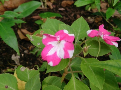 Impatiens