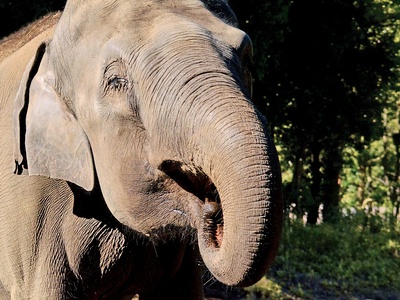 Indian Elephant