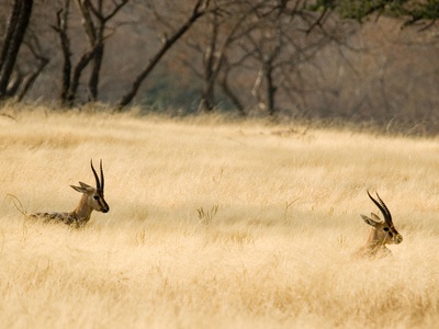 Indian Gazelle