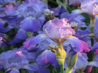 Iris