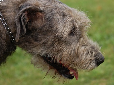 Irish Wolfhound