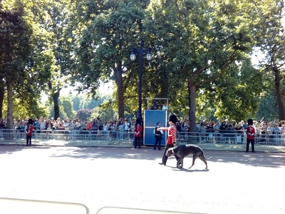 Irish Wolfhound