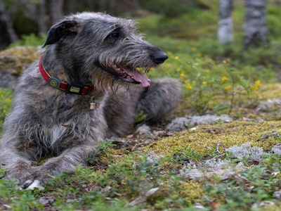 Irish Wolfhound
