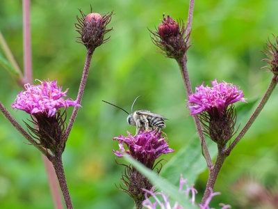 Ironweed