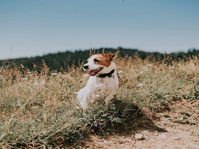 Jack Russell Terrier