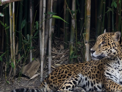 Jaguar