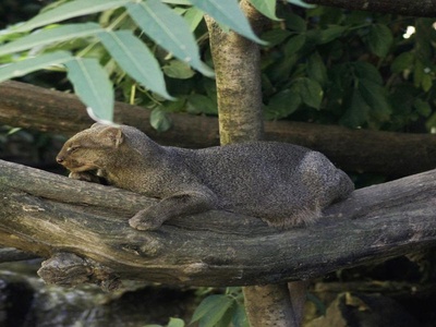 Jaguarundi