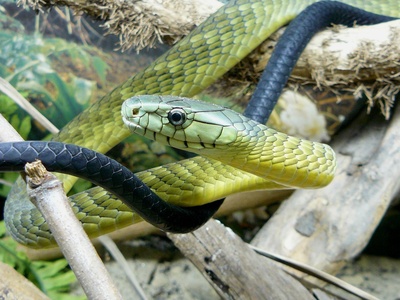 Jameson's Mamba