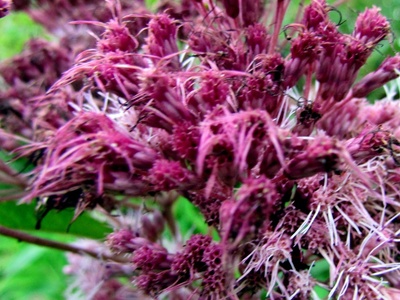 Joe-Pye Weed