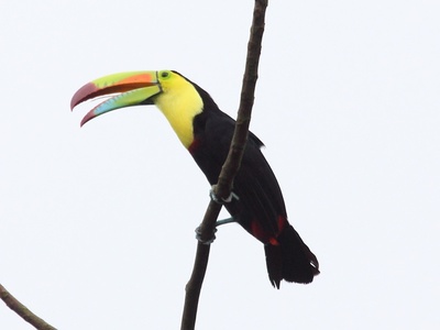 Keel-billed Toucan