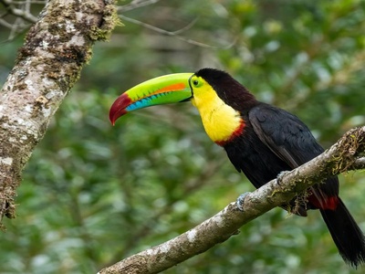 Keel-billed Toucan