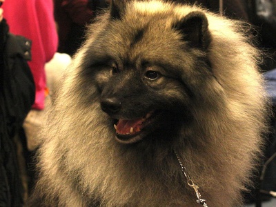 Keeshond