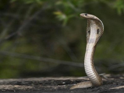 King Cobra