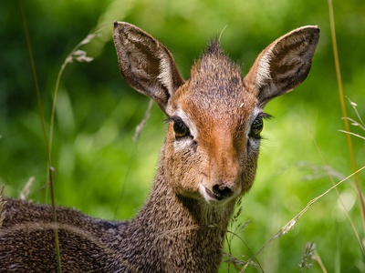 Kirk's Dik-dik