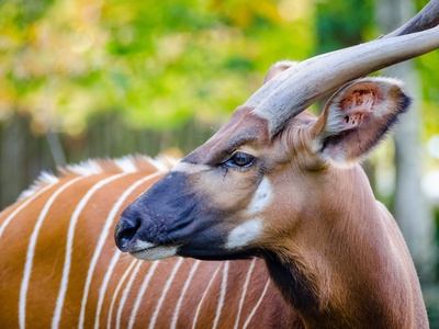 Kudu