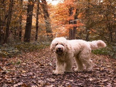 Labradoodle