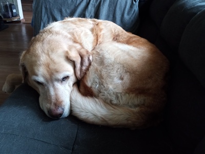 Labrador Retriever
