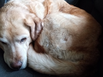 Labrador Retriever