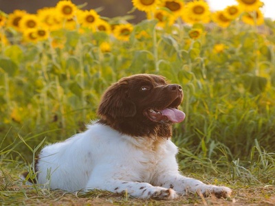 Landseer