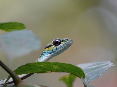 Large-eyed Green Tree Snake