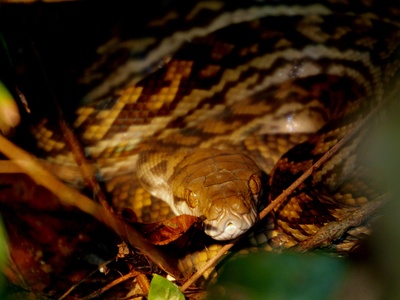Large-eyed Pit Viper